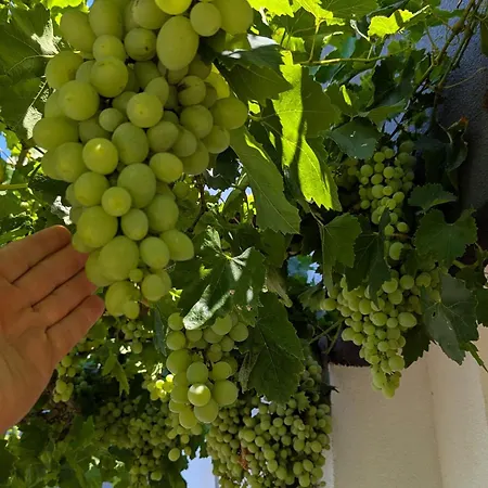 Arode Dionysus - Digital Nomads Coliving Baltschik