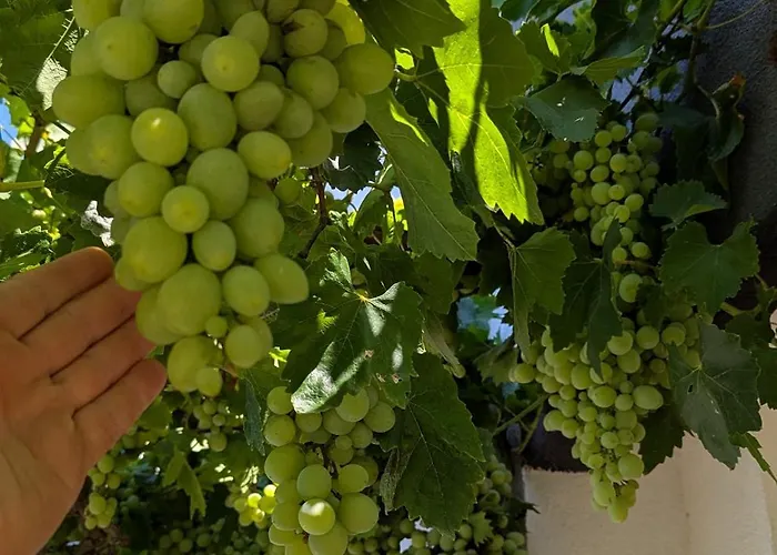 Arode Dionysus - Digital Nomads Coliving Μπαλτσίκ